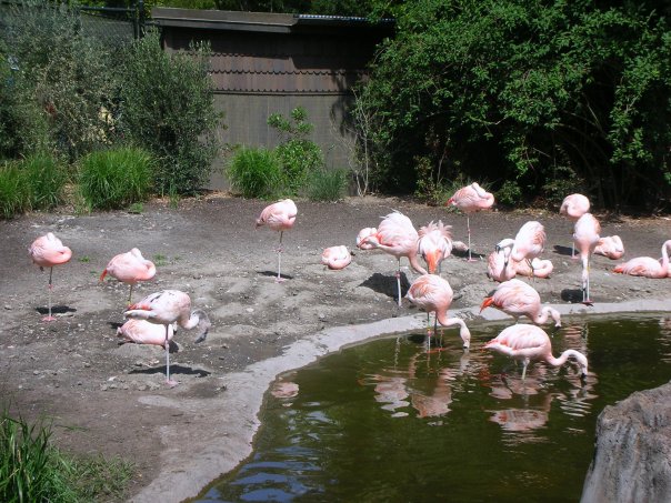 [Flamingos+at+WPZ.jpg]