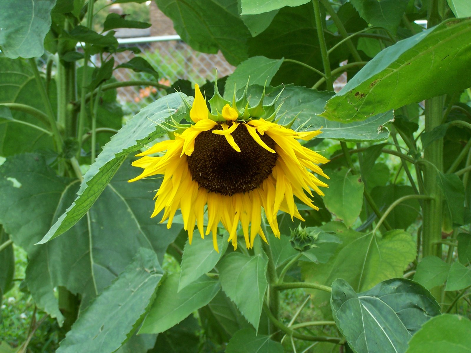 [Sunflowers+003.JPG]