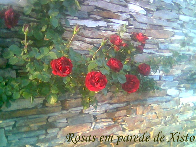 [Rosas+em+parede+de+xisto+c.png]