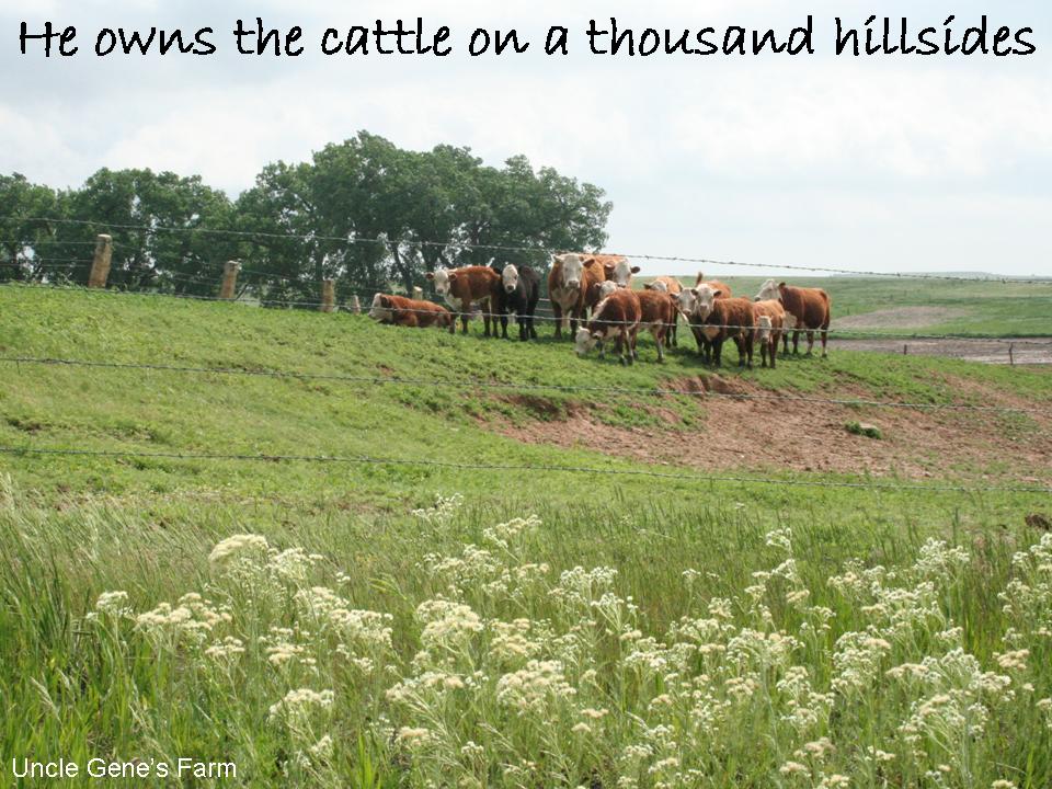 [hillside+cattle+pic+vBlog+JPEG.jpg]