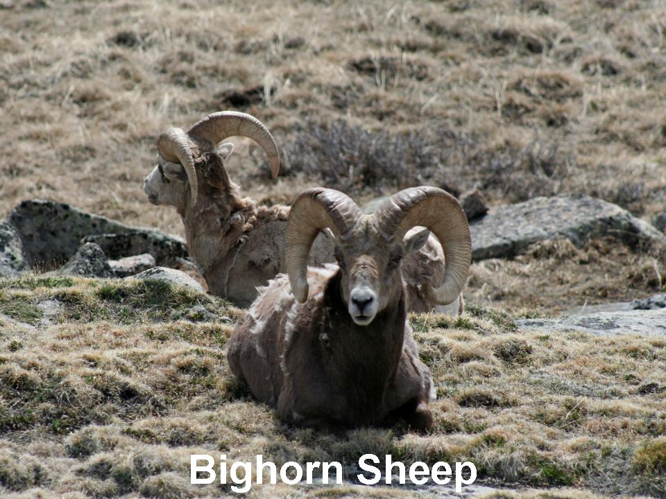 [RMNP+Fauna+Bighorn+Sheep+vBlog+JPEG.jpg]