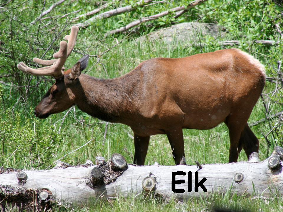 [RMNP+fauna+Elk+vBlog+JPEG.jpg]