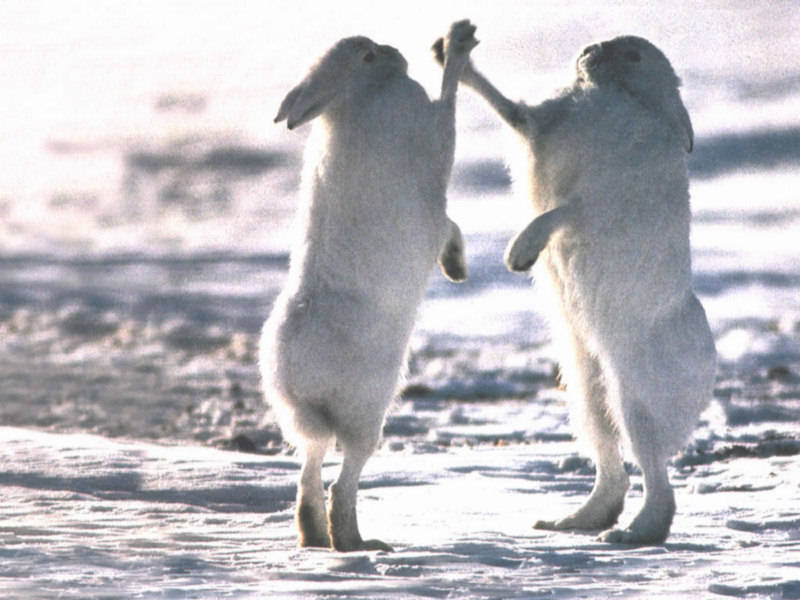 [arctic-rabbits-boxing-background.jpg]
