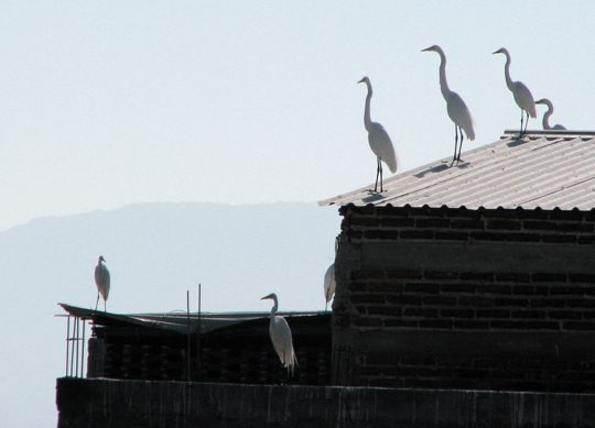 [Fishing+shed+with+egrets.jpg]