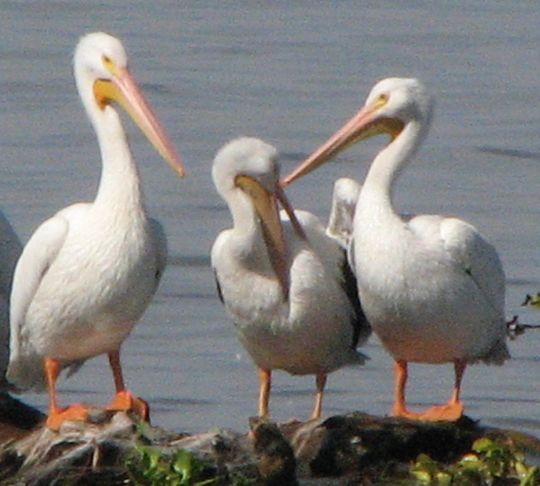 [Two+pelicans+watch+one+preen.jpg]