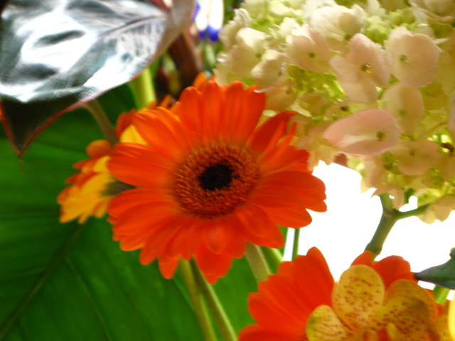 [orange+flowers+1.jpg]