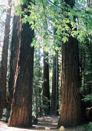 [redwoods-lrg.jpg]