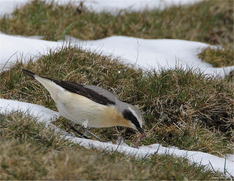 [Blog+Wheatear+male+with+worm+Titterstone+Clee+Ring+Ouzel+6+3+08+MG_0029.jpg]
