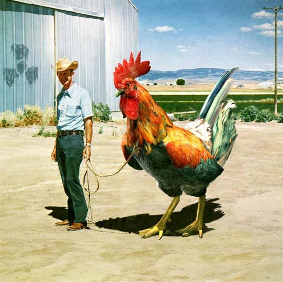 [rooster.jpg]