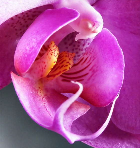 [orchidea.jpg]