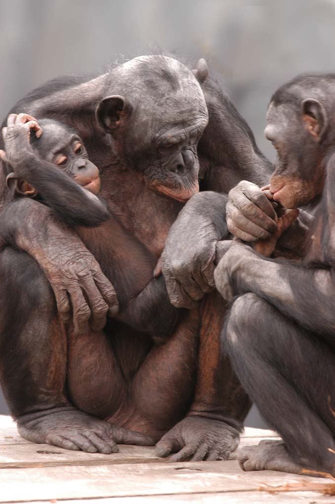 [family+photo+bonobos.jpg]