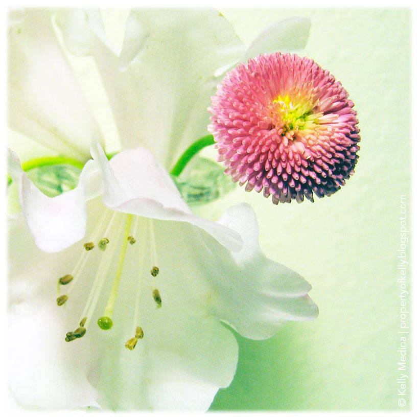 [photo-engdaisy+rhodflower.jpg]