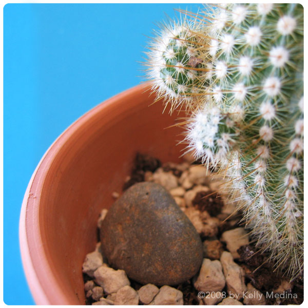 [photo-cactus.jpg]