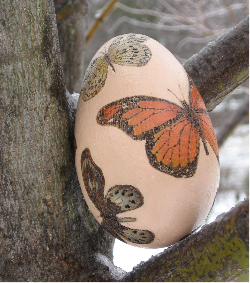 [butterfly+egg1.jpg]