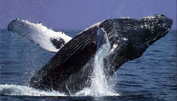 [humpback-whale-victoria.jpg]