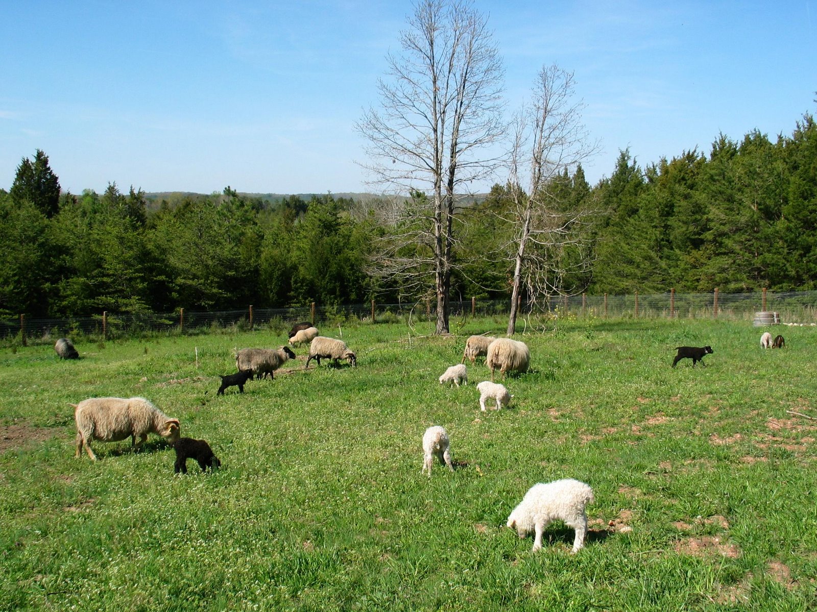 [Lambs+in+the+field.jpg]