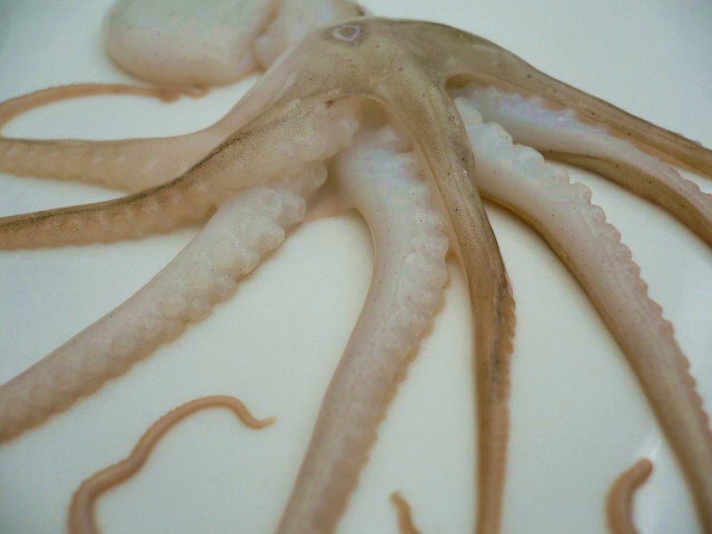 [raw+baby+octopus+whole+upside+down.jpg]