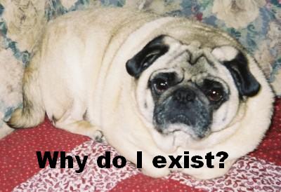 [obese+pug+question.JPG]