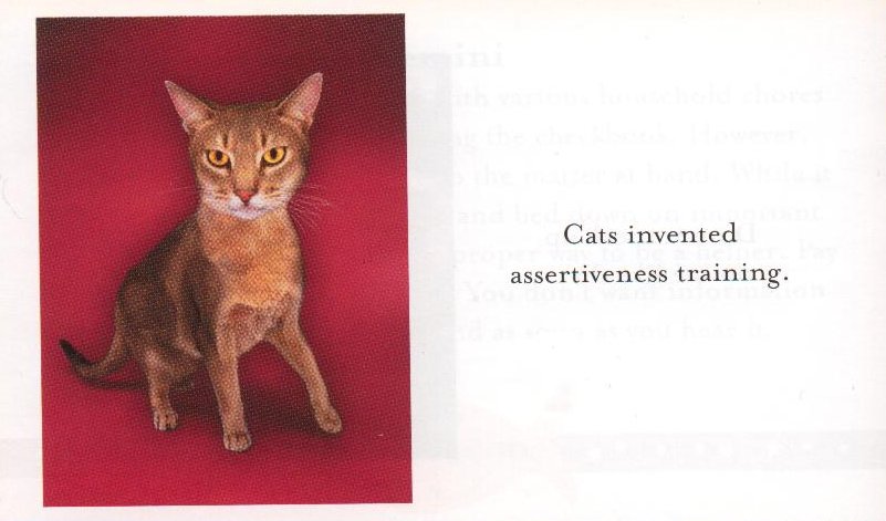 [cat+quote+001.jpg]
