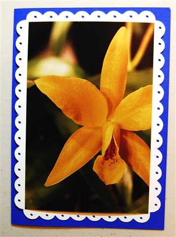 [white+scalloped+4+x+6+mat+with+holes+orchid+photo.jpg]