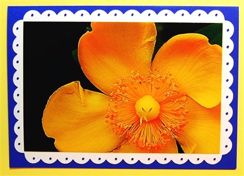 [yellow+flower+on+white+scalloped+mat+with+holes.jpg]