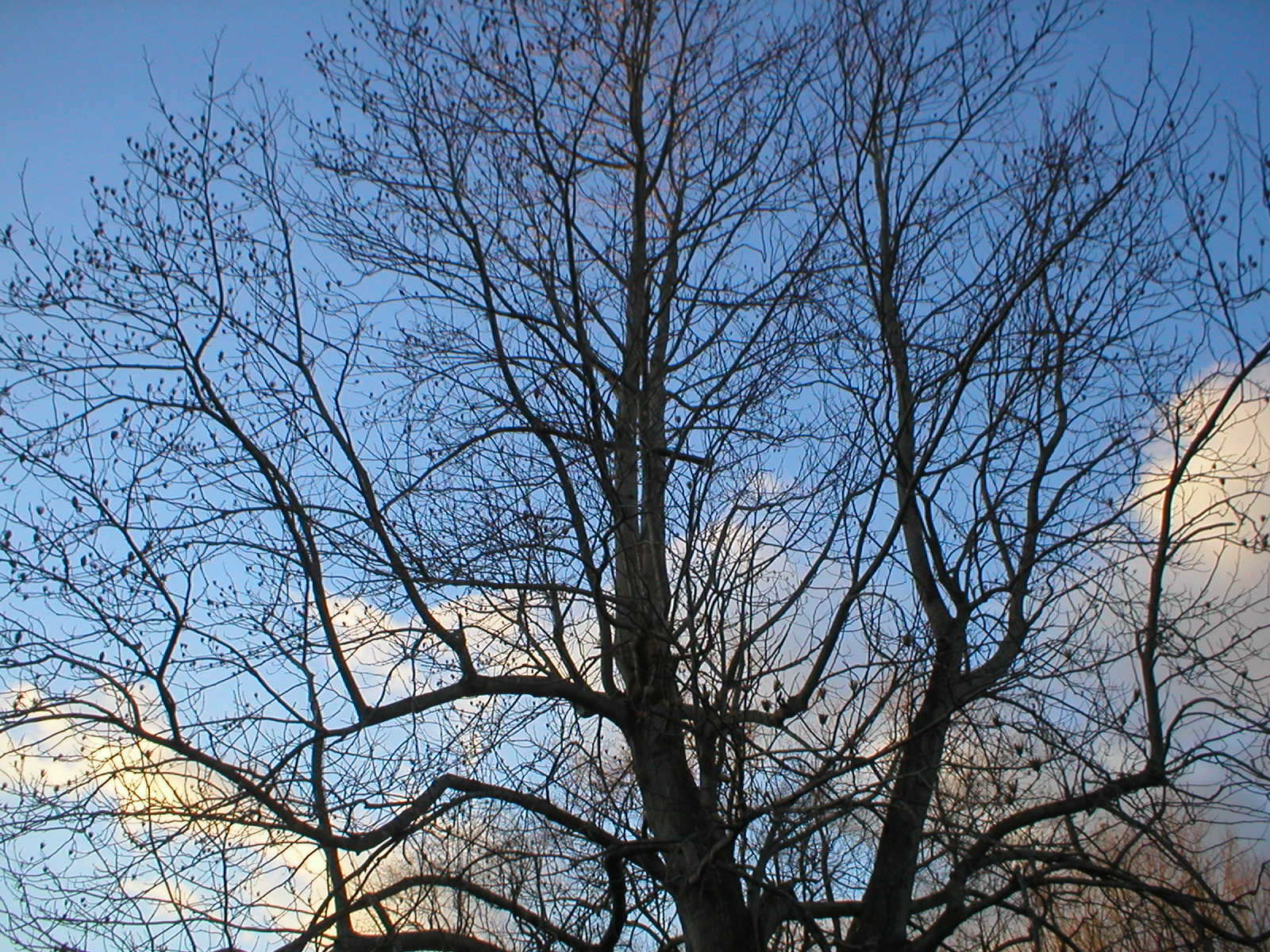 [Winter+Tree.jpg]