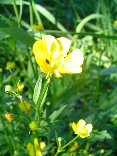 [yellowflower1.JPG]