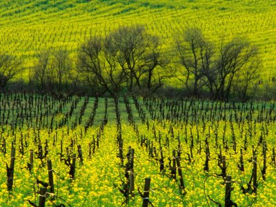 [Vineyard-Covered-in-Mustard-Blossoms-Napa-Valley-USA-Photographic-Print-C12896794.jpg]