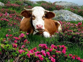 [mucca+con+fiori+immagine+girovagandoin+trentino.jpg]