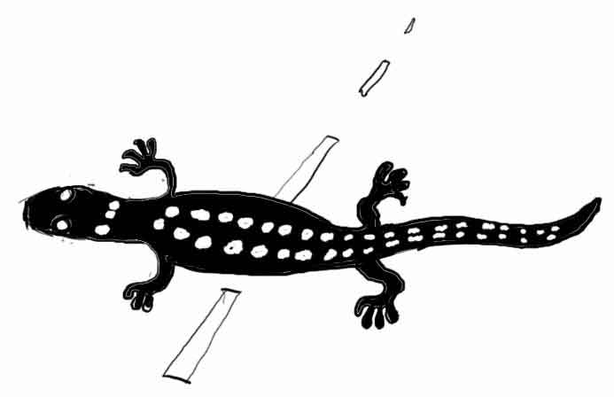 [salamander-sketch-1.jpg]
