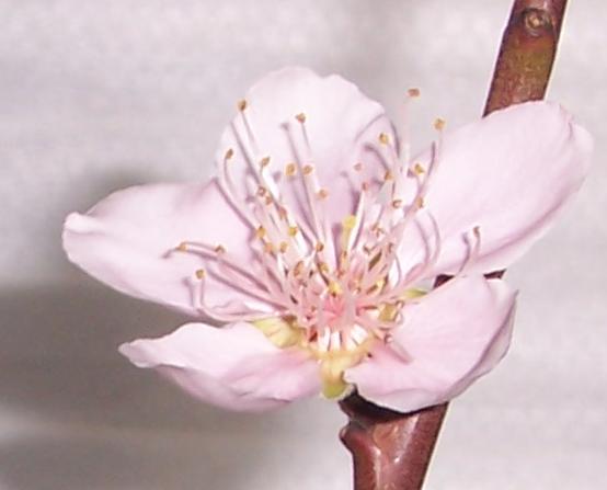 [peach+flower.JPG]