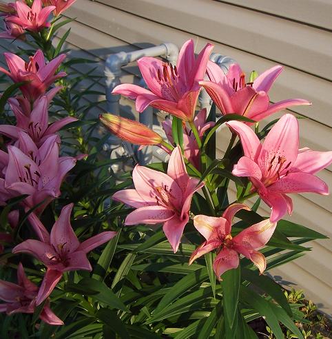 [lillies+in+the+spring.JPG]