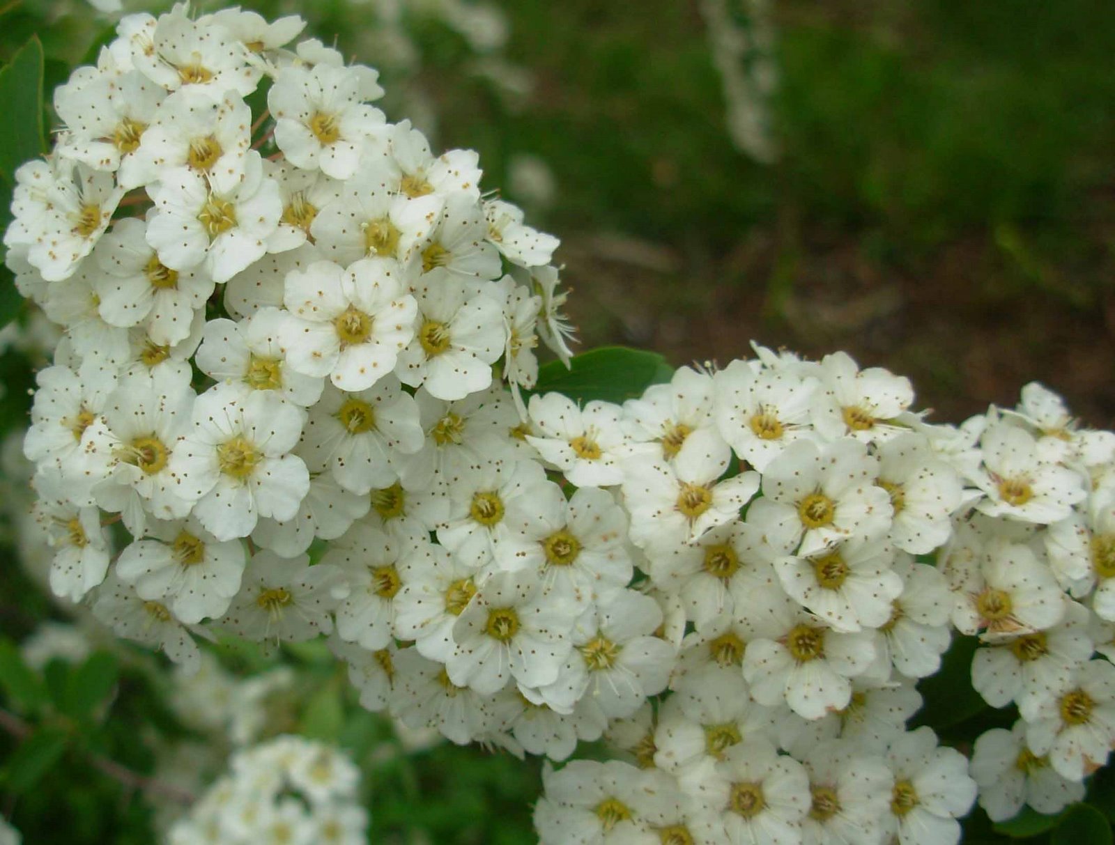 [cluster+of+white+flowers.jpg]