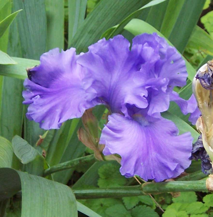 [ruffled+purple+iris.jpg]