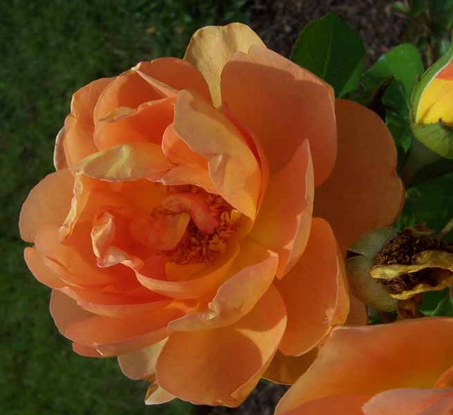 [orange+rose.jpg]