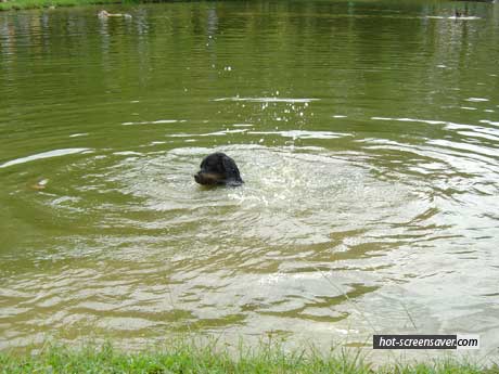 [dogs-swimming.jpg]