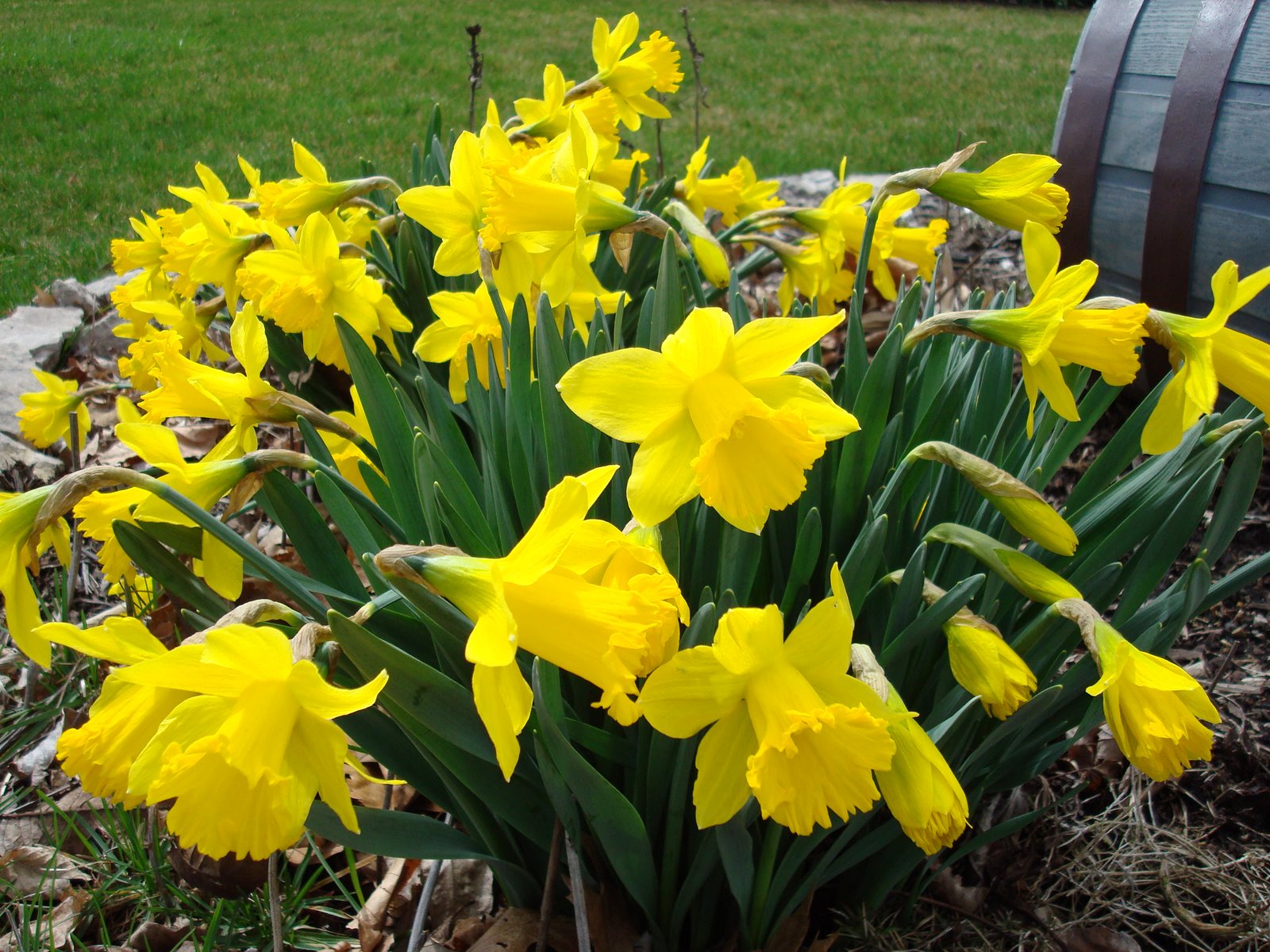 [Daffodils.JPG]