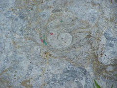 Gastropod fossil from Isle La Motte