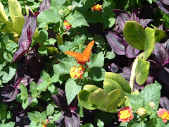 Orange Butterfly from Butterfly House