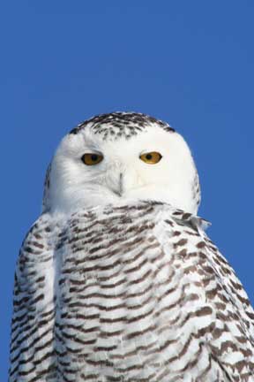 [Snowy-Owl+audubon+website.jpg]