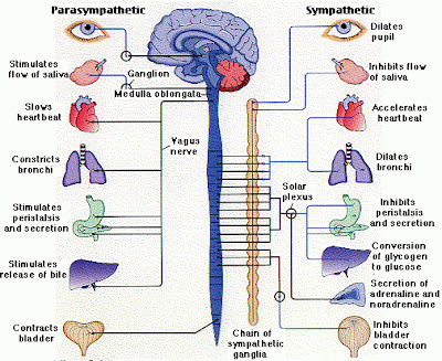 Human Bio: Overview of the Nervous System