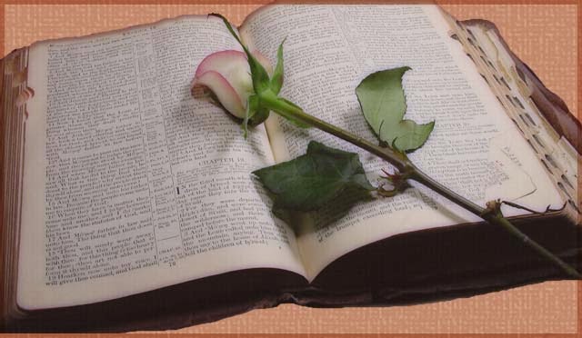 [bible&rose.jpg]