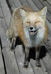 [Happy+fox.jpg]