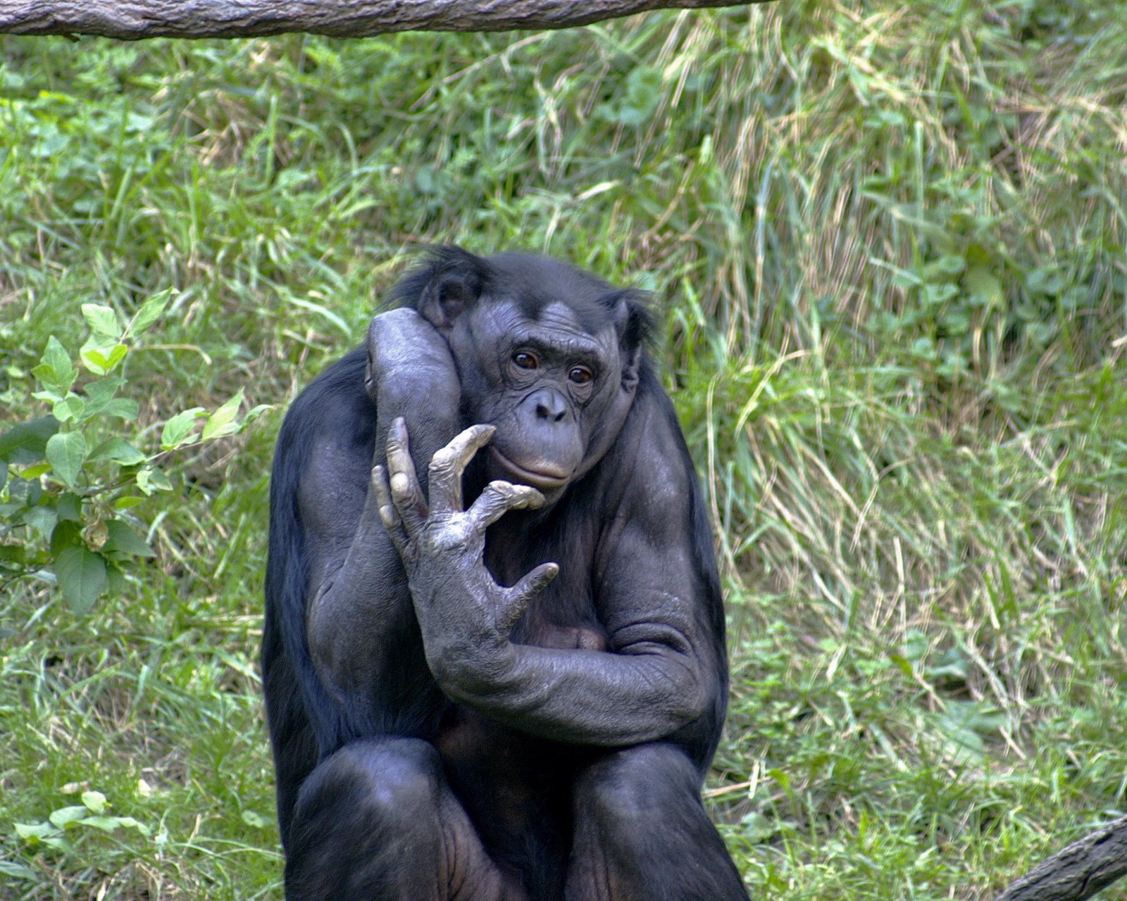 [Bonobo_009.jpg]