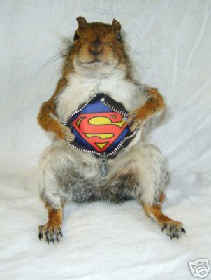 [super+squirrel.JPG]