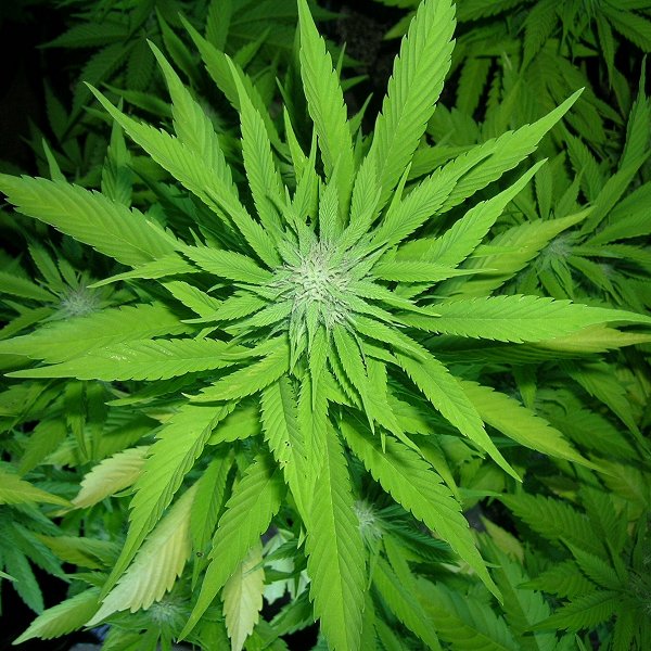 [22 cannabis.jpg]