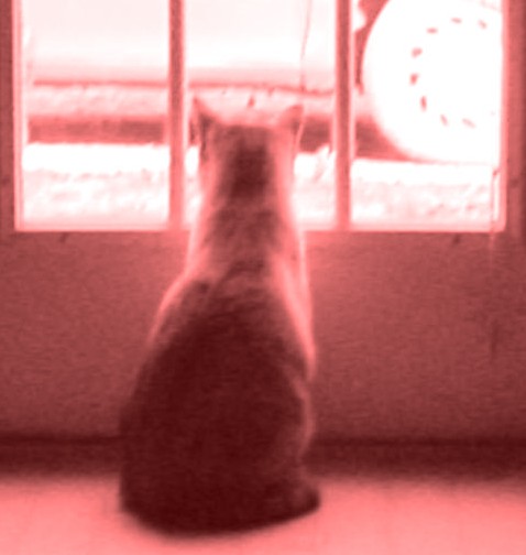 [Red_cat_in_a_prison.jpg]
