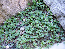 A delicate groundcover