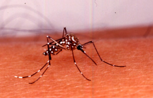 [Aedes_aegypti_300.jpg]