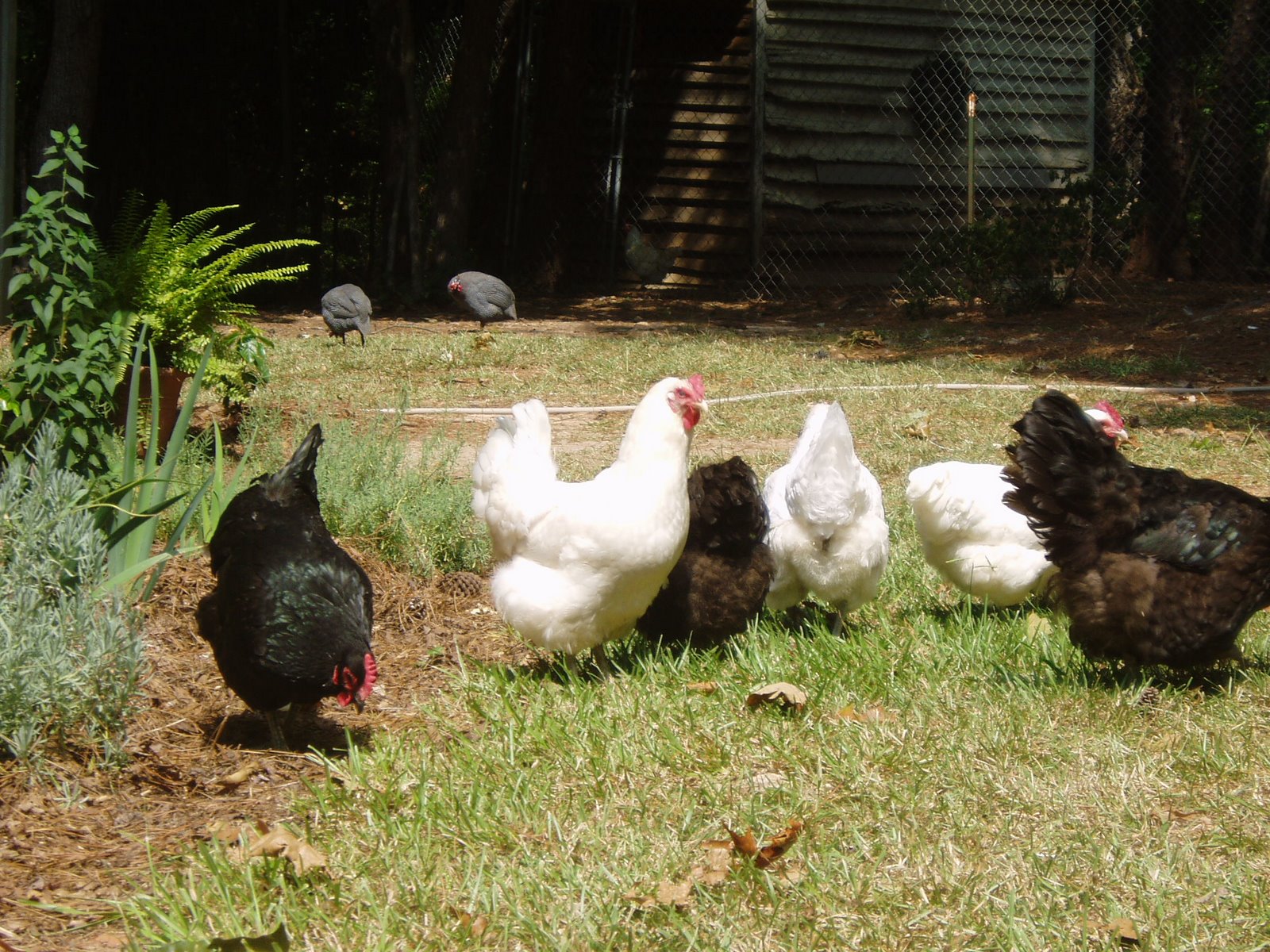 [chickens+and+farm+002.jpg]